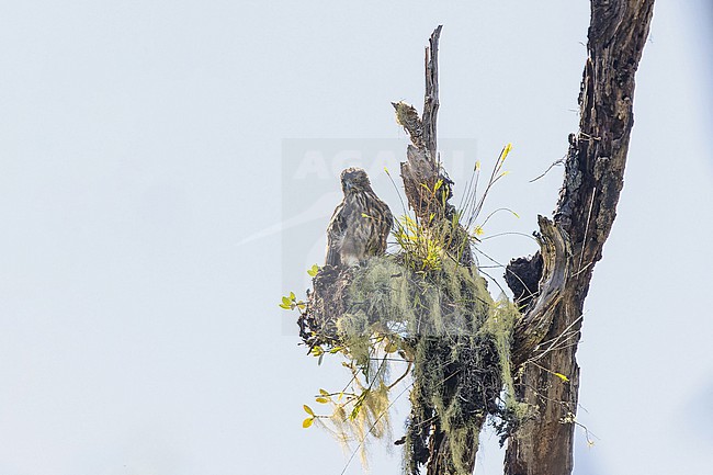 Pygmy Eagle (Hieraaetus weiskei) in West Papua, Indonesia. stock-image by Agami/Pete Morris,