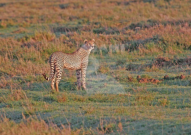 Cheetah, Acinonyx jubatus on savannah plains of Tanzania. stock-image by Agami/Pete Morris,