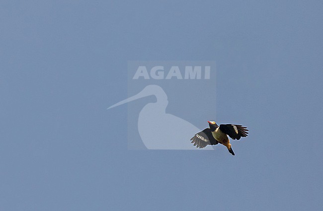 Red-billed Helmetshrike (Prionops caniceps) in Ghana. stock-image by Agami/Pete Morris,