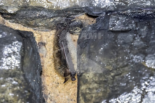 Brandt's bat (Myotis brandtii) in a fissure of a tunnel near Nismes, Namur, Belgium. stock-image by Agami/Vincent Legrand,