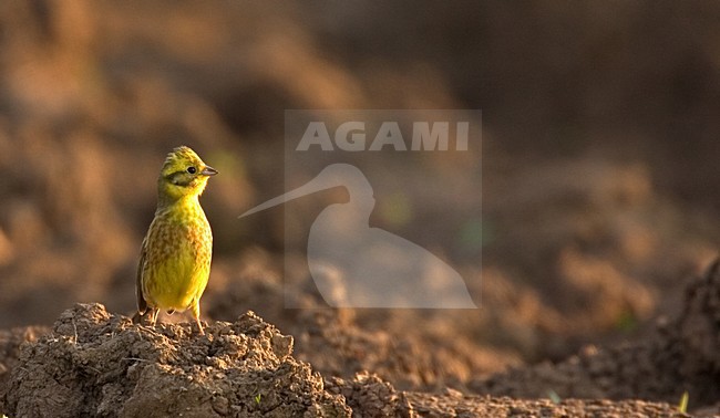 Geelgors man alerrt op akker; Yellowhammer male alert on field stock-image by Agami/Harvey van Diek,