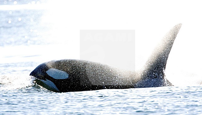 Orka, Killer whale, Orcinus orca stock-image by Agami/Marc Guyt,