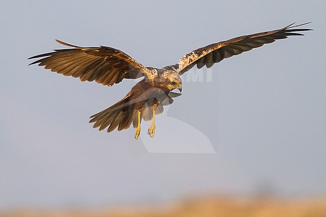 Western Marsh Harrier - Rohrweihe - Circus aeruginosus ssp. aeruginosus, Oman, 2nd cy stock-image by Agami/Ralph Martin,