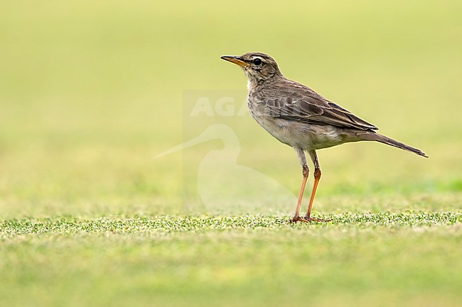 Long-legged Pipit (Anthus pallidiventris) standing on a lawn in Equatorial Guinea. Also known as Long-clawed Pipit. stock-image by Agami/Dubi Shapiro,