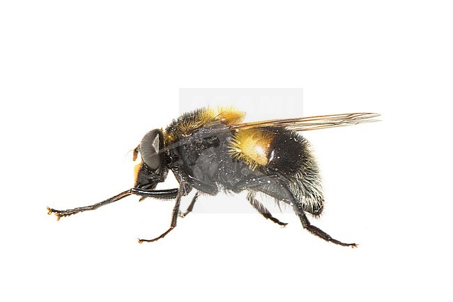 Bumblebee Hoverfly, Volucella bombylans stock-image by Agami/Wil Leurs,