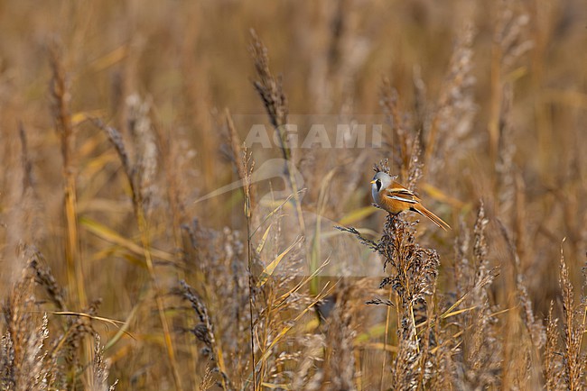 male bearded reedling (Panurus biarmicus) perching in reed, found at Fehmarn at the Baltic Sea in Germany stock-image by Agami/Mathias Putze,