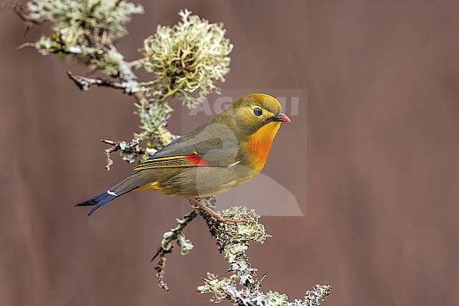 Introduced Red-billed Leiothrix (Leiothrix lutea) in Italy. stock-image by Agami/Daniele Occhiato,