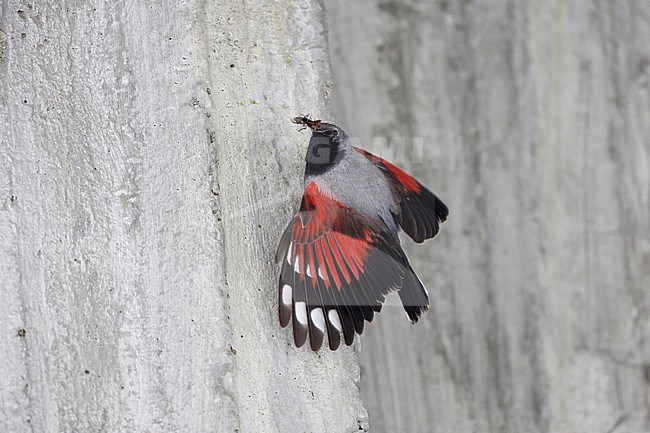 Rotskruiper; Wallcreeper stock-image by Agami/Chris van Rijswijk,