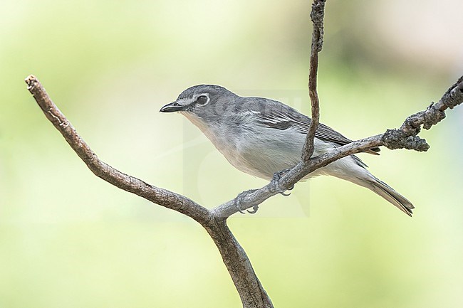 Adult
Boulder Co., CO
June 2023 stock-image by Agami/Brian E Small,