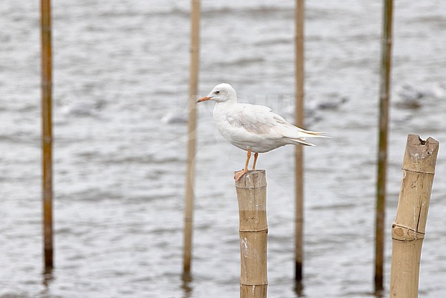 Leucistic Slender-billed Gull (Chroicocephalus genei), Thailand. Scarce vagrant. stock-image by Agami/David Monticelli,