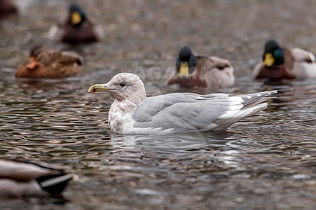 Adult winter Glaucous-winged Gull
(Larus glaucescens) swimming in Arhus, Jutland, Denmark. stock-image by Agami/Vincent Legrand,