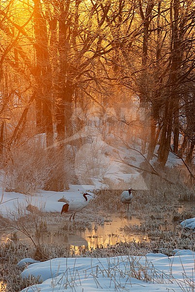 Red-crowned Crane (Grus japonensis) during sunrise with morning frost at Hokkaido (Japan) stock-image by Agami/Roy de Haas,