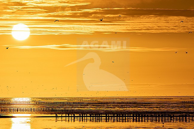  stock-image by Agami/Menno van Duijn,