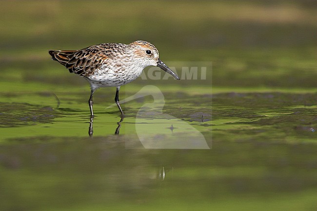 Adult zomerkleed Alaskastrandloper, Adult summer Western Sandpiper stock-image by Agami/Glenn Bartley,