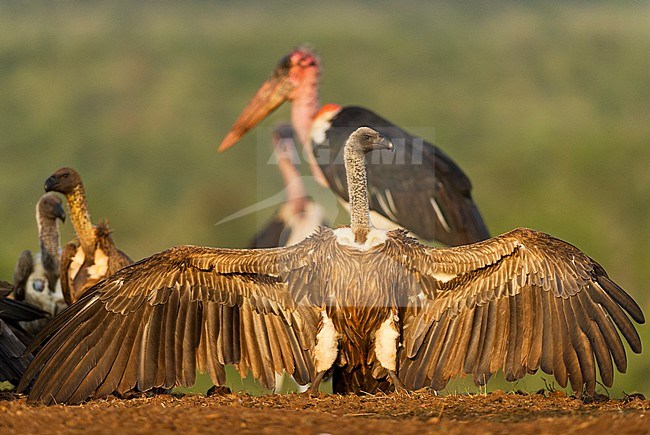 White-backed Vulture (Gyps africanus) stock-image by Agami/Bence Mate,