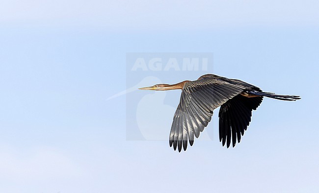 African darter, Anhinga rufa, in flight. stock-image by Agami/Ian Davies,
