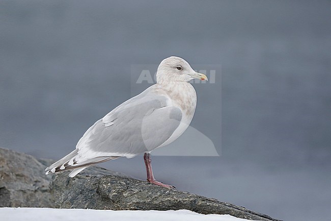 Kumliens Meeuw, Kumlien's Gull, Larus glaucoides kumlieni stock-image by Agami/Chris van Rijswijk,