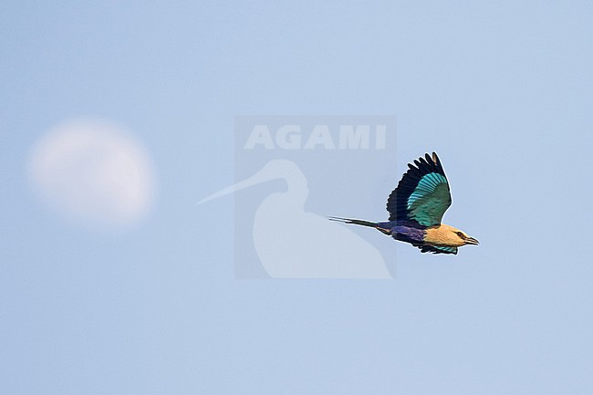 Blue-bellied Roller, Coracias cyanogaster, in Ghana. With moon in the background. stock-image by Agami/Pete Morris,