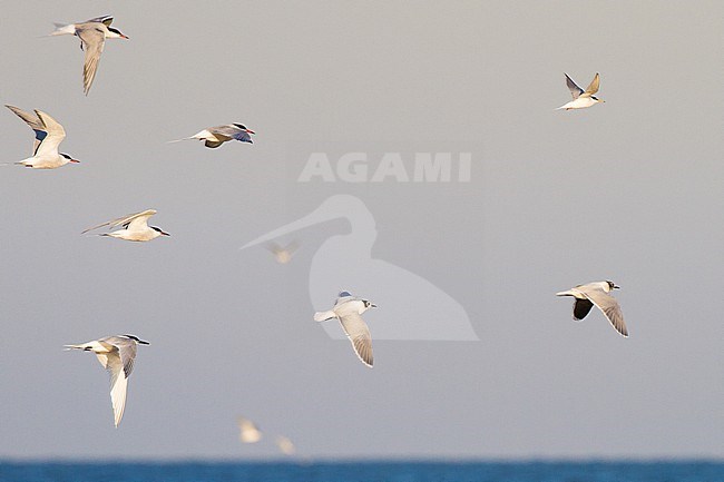 Mixed flock of migrating Little Gull, Hydrocoloeus minutus, Little Tern, Common Tern, Sandwich Tern stock-image by Agami/Menno van Duijn,
