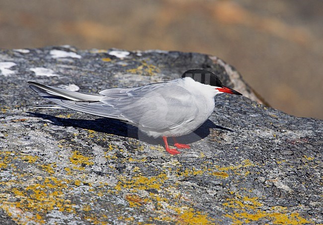 Visdief; Common Tern stock-image by Agami/Markus Varesvuo,