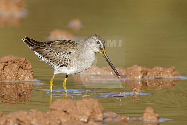 Adult Long-billed Dowitcher (Limnodromus scolopaceus) in non-breeding plumage wintering in Maricopa County, Arizona, USA. stock-image by Agami/Brian E Small,