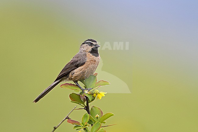 White-browed tit (Poecile superciliosus) on Tibetan plateau, Qinghai, China. stock-image by Agami/James Eaton,