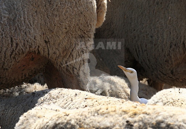 Koereiger tussen schapen; Cattle Egret amongst sheep stock-image by Agami/Jacques van der Neut,