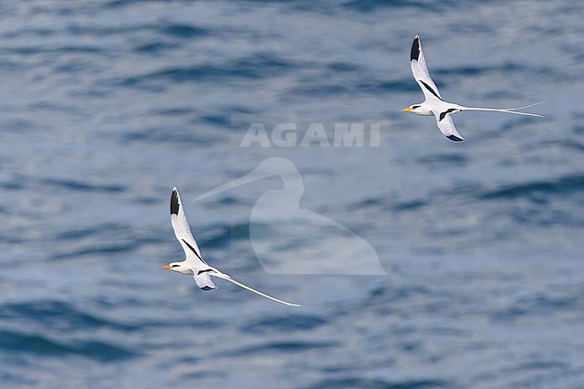 A pair of White-tailed Tropicbird (Phaethon lepturus) in flight in Puerto Rico stock-image by Agami/Dubi Shapiro,
