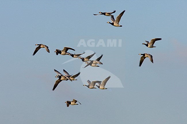 Groep Brandganzen in de vlucht; Group of Barnacle Geese in flight stock-image by Agami/Arnold Meijer,