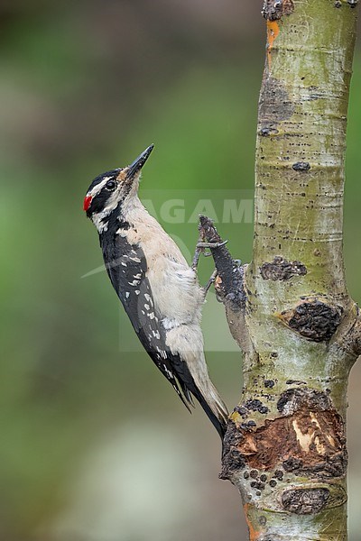 Adult male
Jefferson Co., CO
June 2023 stock-image by Agami/Brian E Small,
