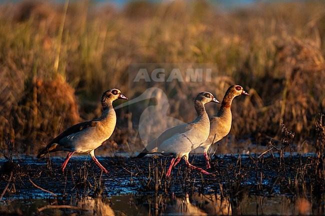 Three Egyptian geese, Alopochen aegyptiaca, in a marshy habitat. Chobe River, Chobe National Park, Kasane, Botswana. stock-image by Agami/Sergio Pitamitz,