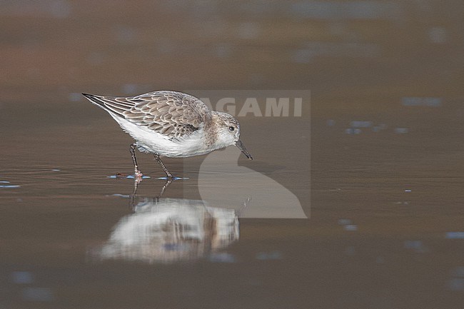 Adult sanderling (Calidris alba) standing on a beach, the feet in the sand, with a brown ackground, in Brittany, France. stock-image by Agami/Sylvain Reyt,