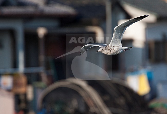 Vega Gull (Larus vegae) wintering along the coast of Japan. stock-image by Agami/Marc Guyt,