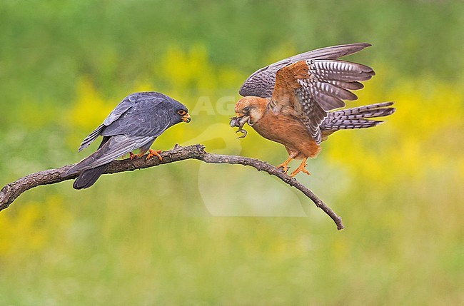 Pair (male and female) Red-footed Falcons (Falco vespertinus) stock-image by Agami/Alain Ghignone,