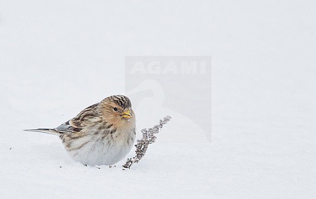 Twite (Carduelis flavirostris) Vantaa Finland February 2018 stock-image by Agami/Markus Varesvuo,