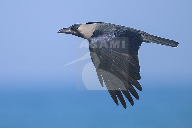 House Crow, Corvus splendens, in flight with the sea and the sky as backgound. stock-image by Agami/Sylvain Reyt,