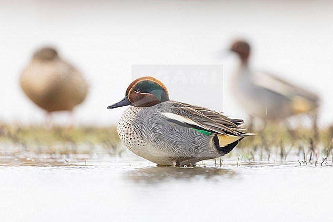 Eurasian Teal (Anas crecca) in Italy. stock-image by Agami/Daniele Occhiato,