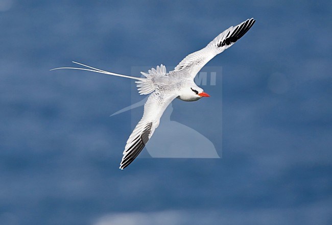 Roodsnavelkeerkringvogel in vlucht Tobago, Red-billed Tropicbird in flight Tobago stock-image by Agami/Wil Leurs,