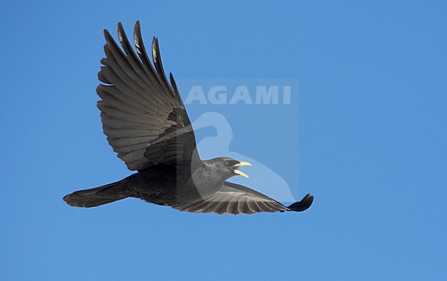 Alpenkauw in de vlucht; Alpine Chough in flight stock-image by Agami/Markus Varesvuo,