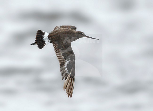 Winterkleed Rode Grutto in vlucht; nonbreeding Hudsonian Godwit (Limosa haemastica) in flight stock-image by Agami/Mike Danzenbaker,
