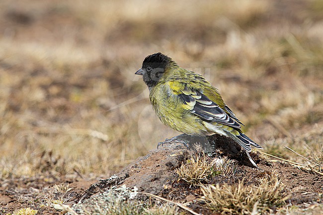 adult male Black-headed serin or Ethiopian siskin (Serinus nigriceps) perching on the ground, found in Gaysay Plains in Ethiopia stock-image by Agami/Mathias Putze,