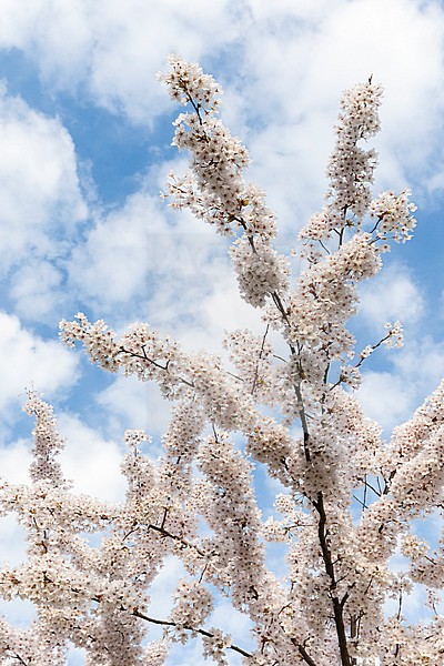 Flowering Prunus tree against cloudy sky in spring stock-image by Agami/Caroline Piek,