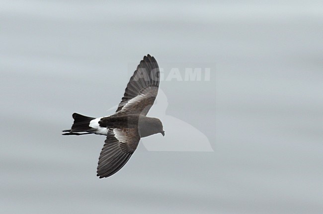  stock-image by Agami/Laurens Steijn,