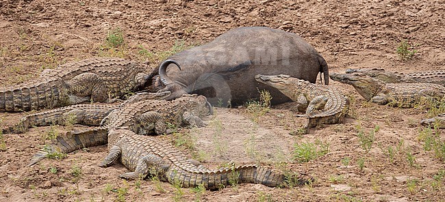 Nile Crocodiles (Crocodylus niloticus) at Kruger National Park, South Africa preparing to eat a dead Water Buffalo. stock-image by Agami/Tom Friedel,