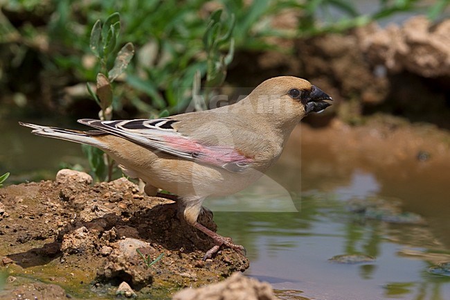 Vale Woestijnvink drinkend; Desert Finch drinking stock-image by Agami/Daniele Occhiato,