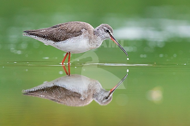 Spotted Redshank (Tringa erythropus), side view of an adult reflecting itself in the water, Campania, Italy stock-image by Agami/Saverio Gatto,