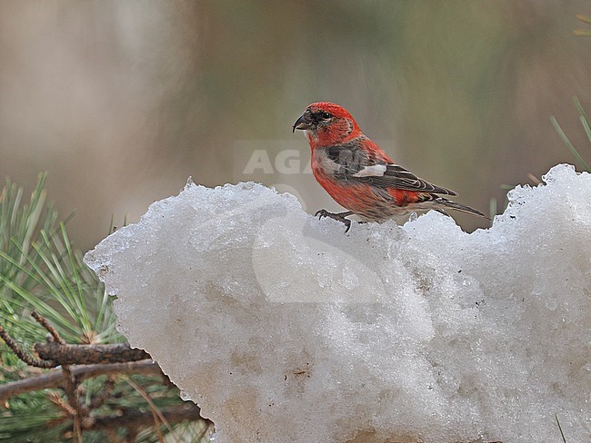 Two-barred Crossbill stock-image by Agami/James Eaton,