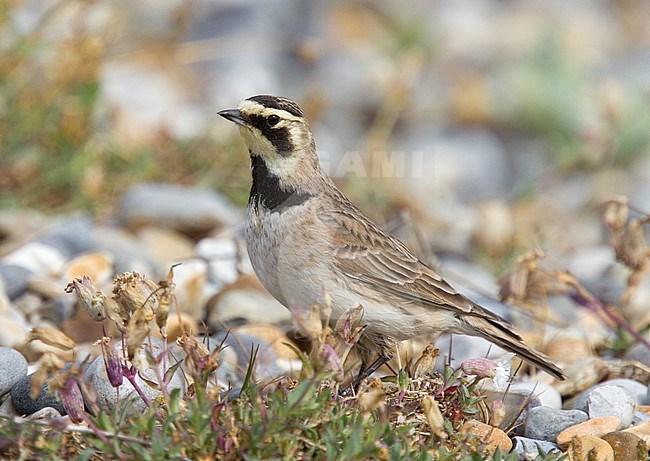 Female Shore Lark (Eremophila alpestris flava) during spring at Cley, Norfolk, England. stock-image by Agami/Steve Gantlett,