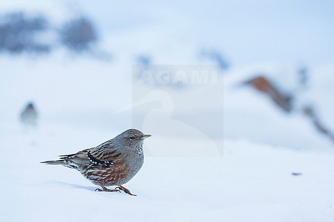 Alpine Accentor (Prunella collaris collaris) perched in the snow stock-image by Agami/Ralph Martin,