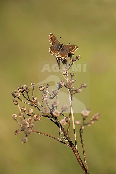 Bruin blauwtje, Brown Argus, stock-image by Agami/Walter Soestbergen,